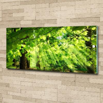 Foto obraz szkło hartowane Liście buku