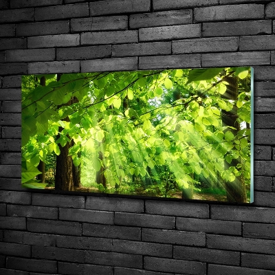 Glazen schilderij Beukenbladeren