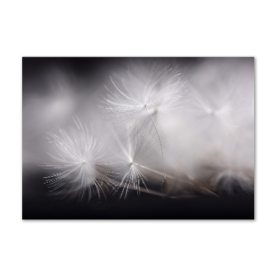 Foto schilderij op glas Paardenbloemzaden