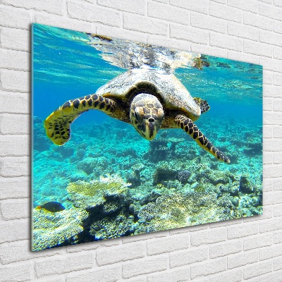Schilderij glas Zeeschildpad