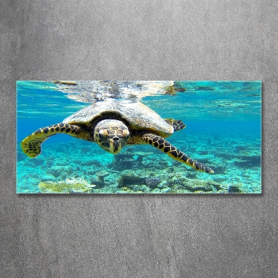 Schilderij glas Zeeschildpad