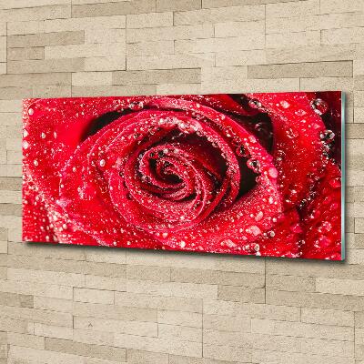 Glazen schilderij Druppels water op een roos