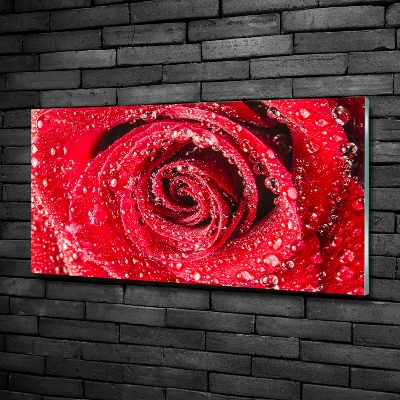 Glazen schilderij Druppels water op een roos