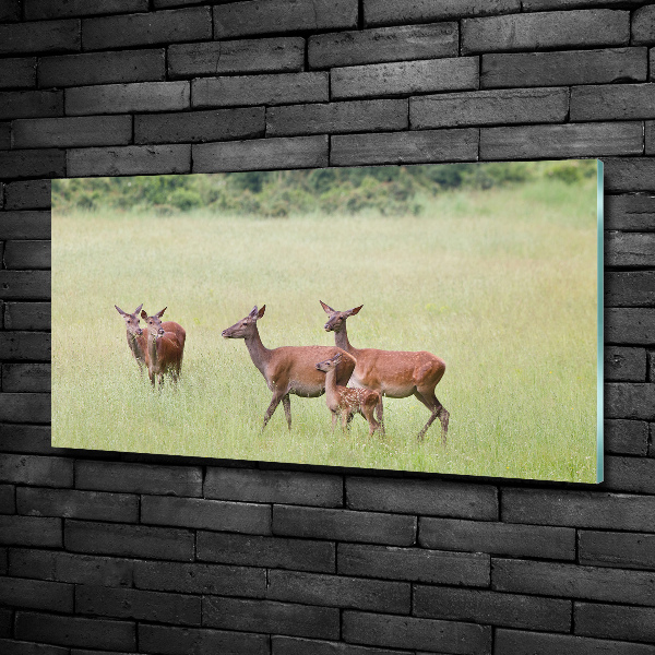 Foto schilderij op glas Ree met jongen