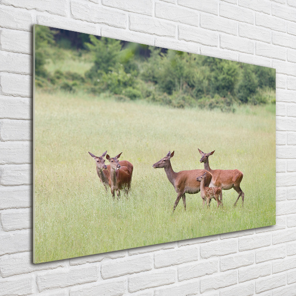 Foto schilderij op glas Ree met jongen