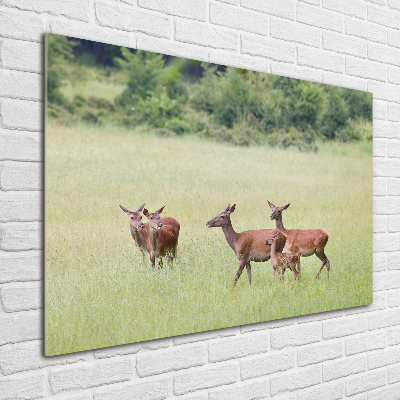 Foto schilderij op glas Ree met jongen