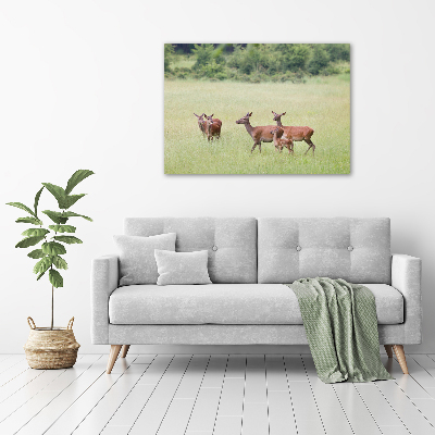 Foto schilderij op glas Ree met jongen