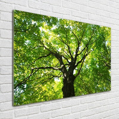 Foto schilderij op glas Groen bos