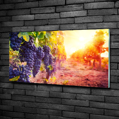 Schilderij op glas Wijnranken