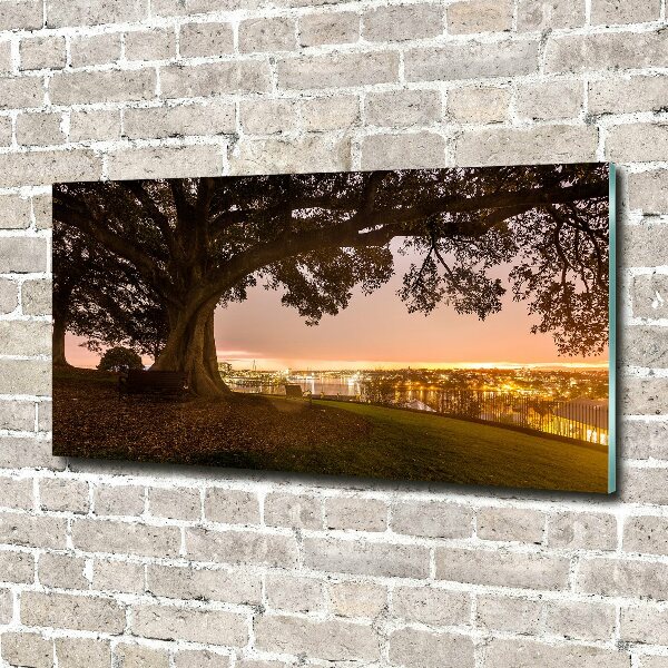 Foto schilderij op glas Oude boom