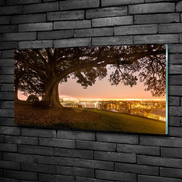 Foto schilderij op glas Oude boom