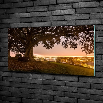 Foto schilderij op glas Oude boom