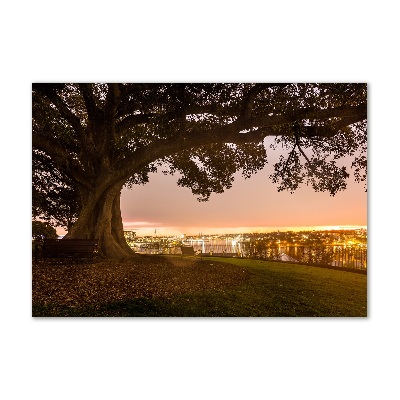 Foto schilderij op glas Oude boom