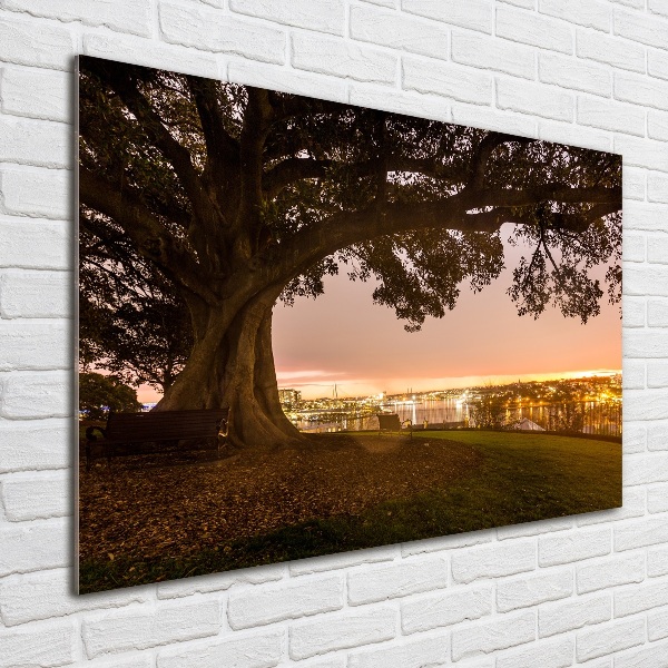 Foto schilderij op glas Oude boom