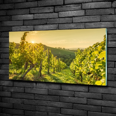 Glazen schilderij Wijngaard