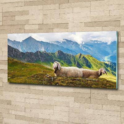 Foto schilderij op glas Schapen in de Alpen