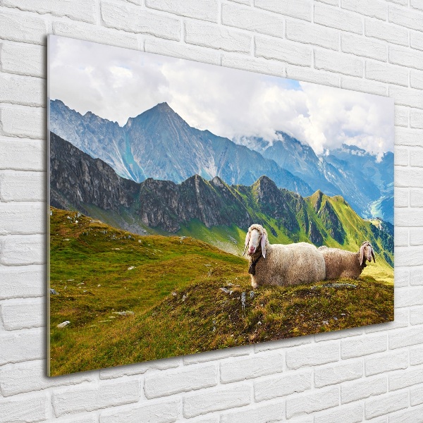 Foto schilderij op glas Schapen in de Alpen