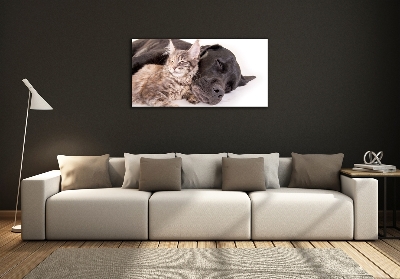 Foto-obraz szkło hartowane Pies z kotem