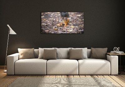 Foto-obraz szkło hartowane Wiewiórka