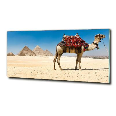 Foto-obraz szklany Wielbłąd w Kairze