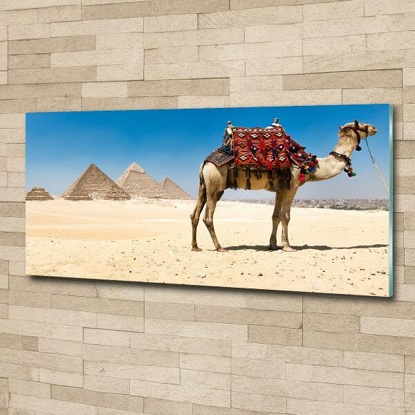 Foto-obraz szklany Wielbłąd w Kairze