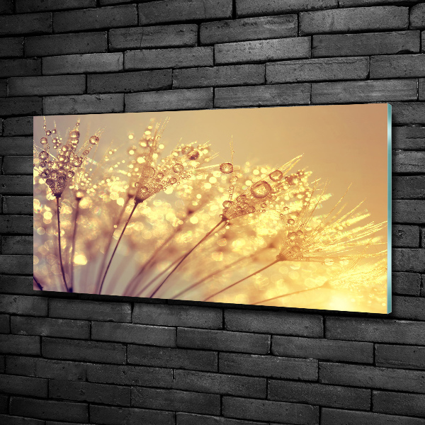 Glazen schilderij Paardenbloemzaden