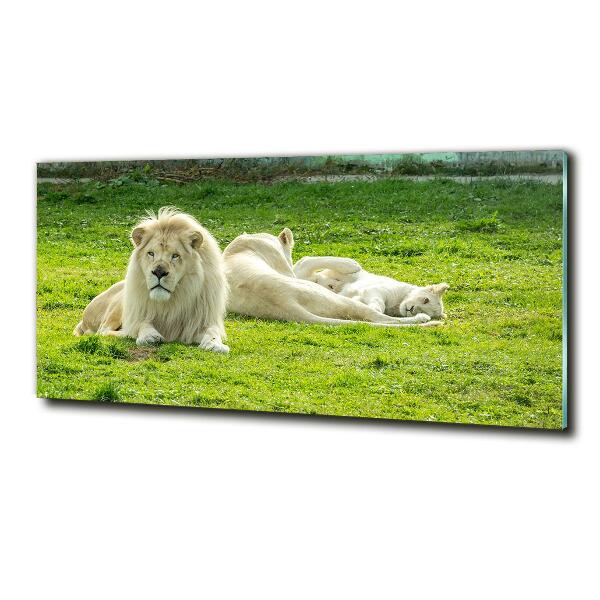 Foto schilderij op glas Beige leeuwen