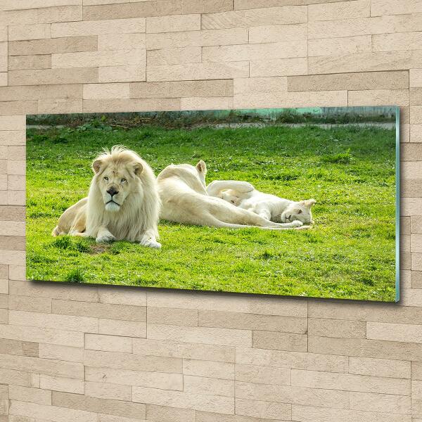 Foto schilderij op glas Beige leeuwen