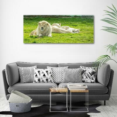 Foto schilderij op glas Beige leeuwen
