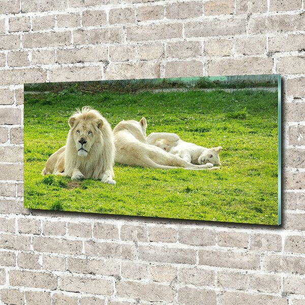 Foto schilderij op glas Beige leeuwen