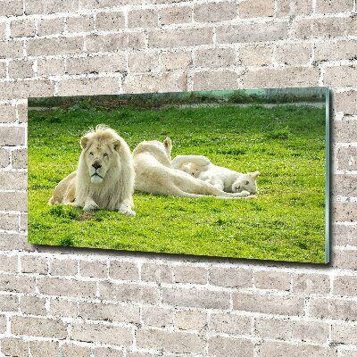 Foto schilderij op glas Beige leeuwen