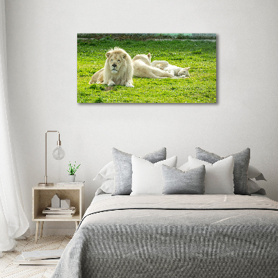 Foto schilderij op glas Beige leeuwen