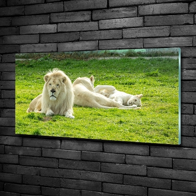 Foto schilderij op glas Beige leeuwen
