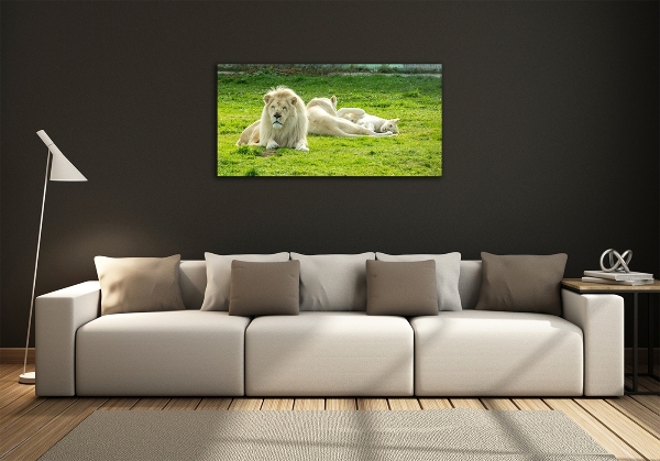 Foto schilderij op glas Beige leeuwen
