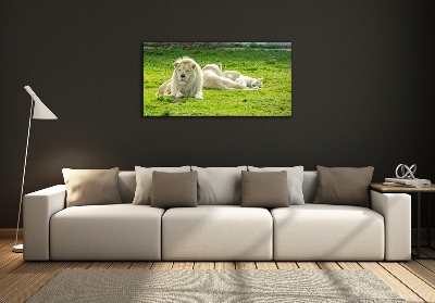 Foto schilderij op glas Beige leeuwen