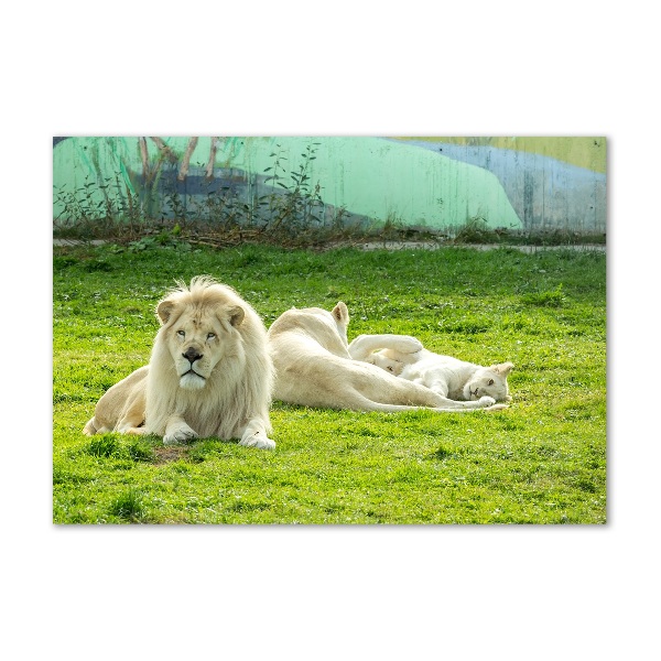 Foto schilderij op glas Beige leeuwen