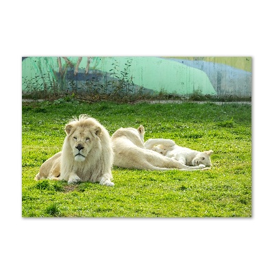 Foto schilderij op glas Beige leeuwen