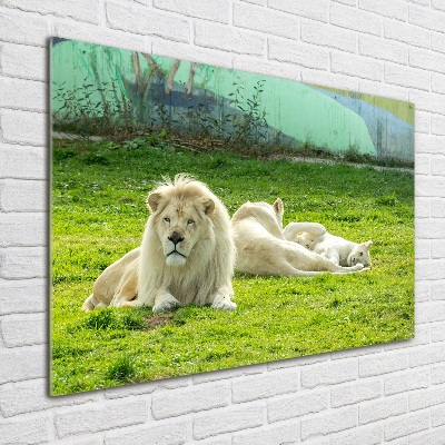 Foto schilderij op glas Beige leeuwen