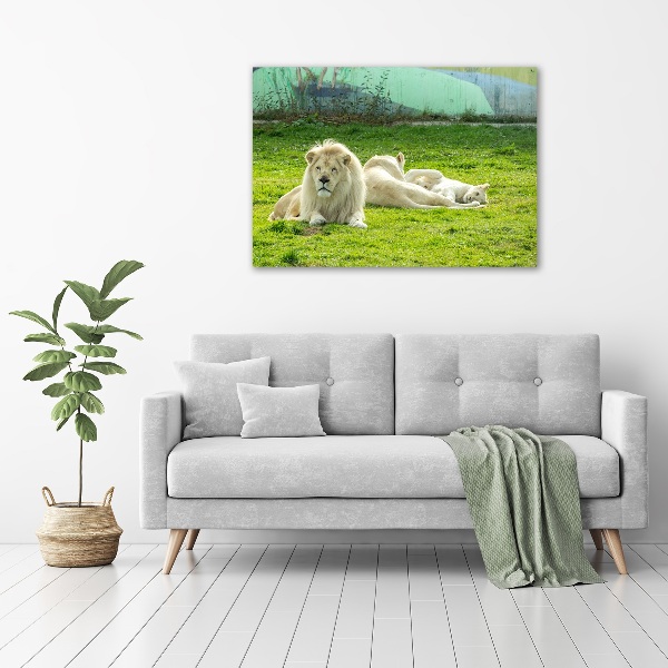Foto schilderij op glas Beige leeuwen