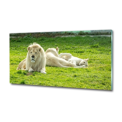 Foto schilderij op glas Beige leeuwen