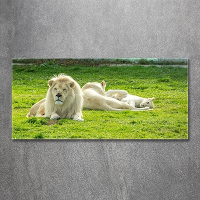 Foto schilderij op glas Beige leeuwen