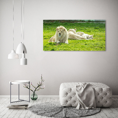 Foto schilderij op glas Beige leeuwen