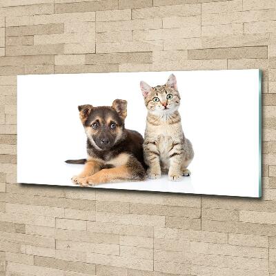 Foto schilderij op glas Hond en kat