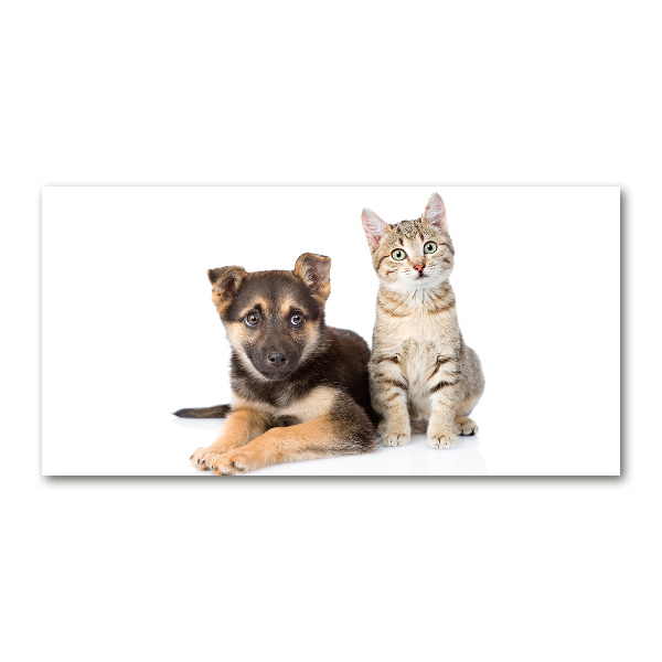 Foto schilderij op glas Hond en kat