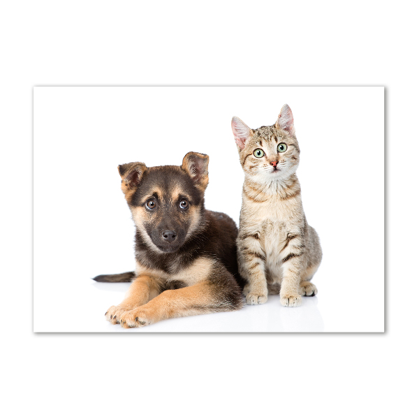 Foto schilderij op glas Hond en kat