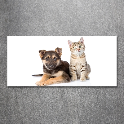 Foto schilderij op glas Hond en kat