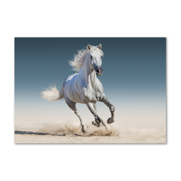 Schilderij glas Een wit paard in galop