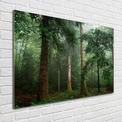 Schilderij op glas Mist in het bos