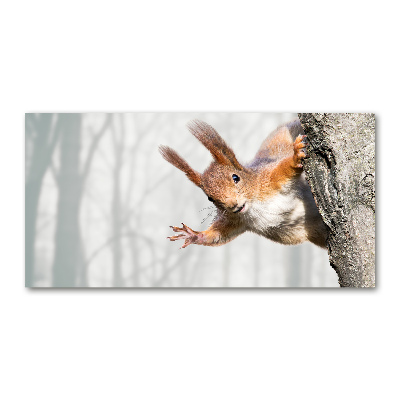 Foto-obraz szkło hartowane Wiewiórka