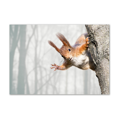 Glazen schilderij Eekhoorn